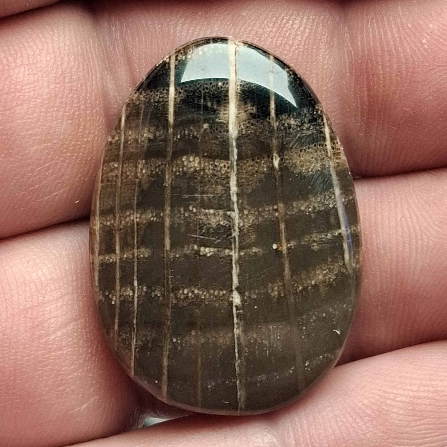 Cabochon Bois Pétrifié Autun France