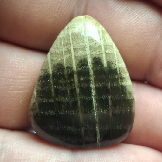 Cabochon Bois Pétrifié Autun France